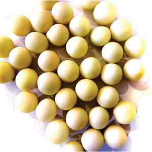 Butter Scotch White